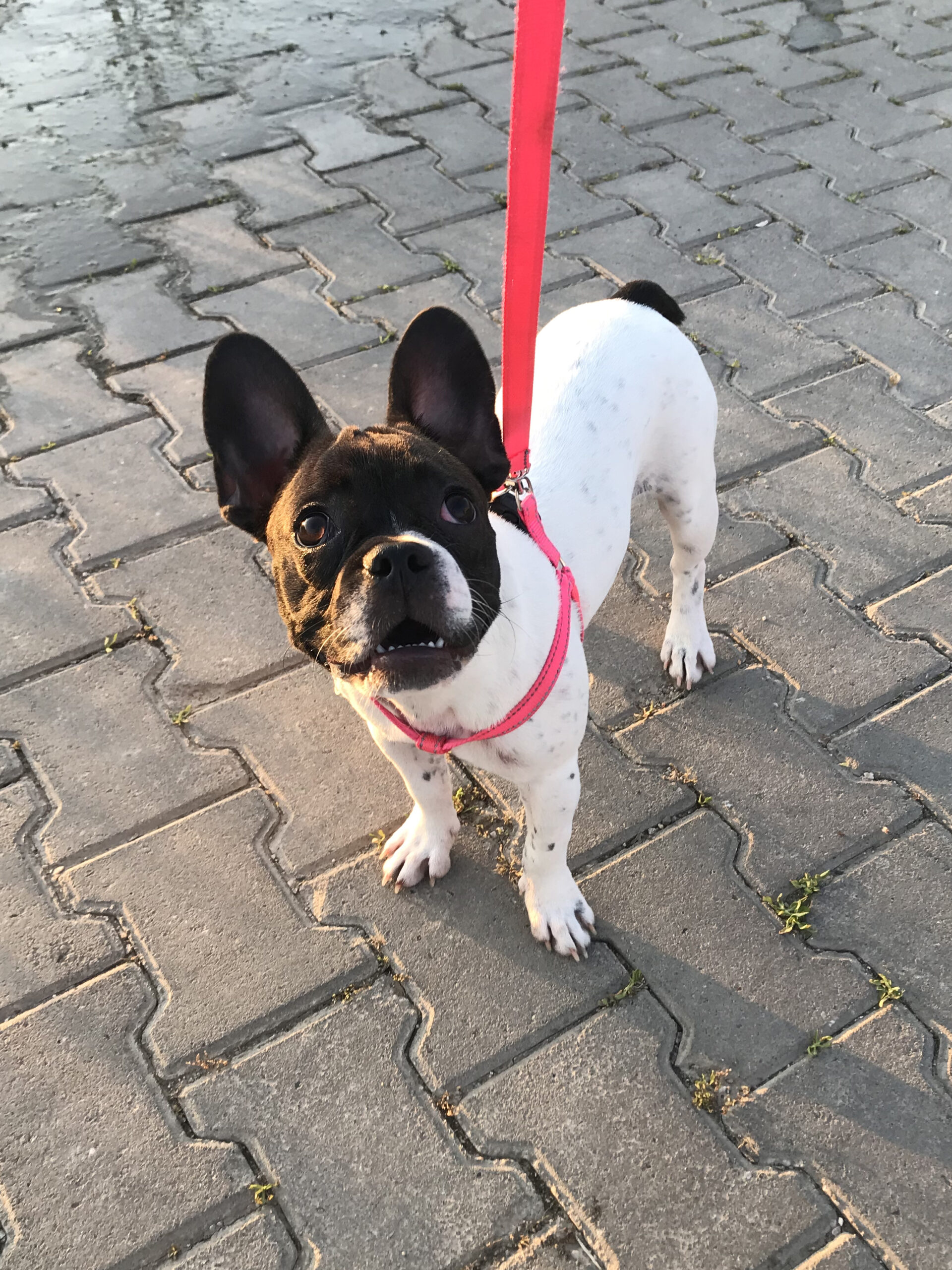 Lillian on leash